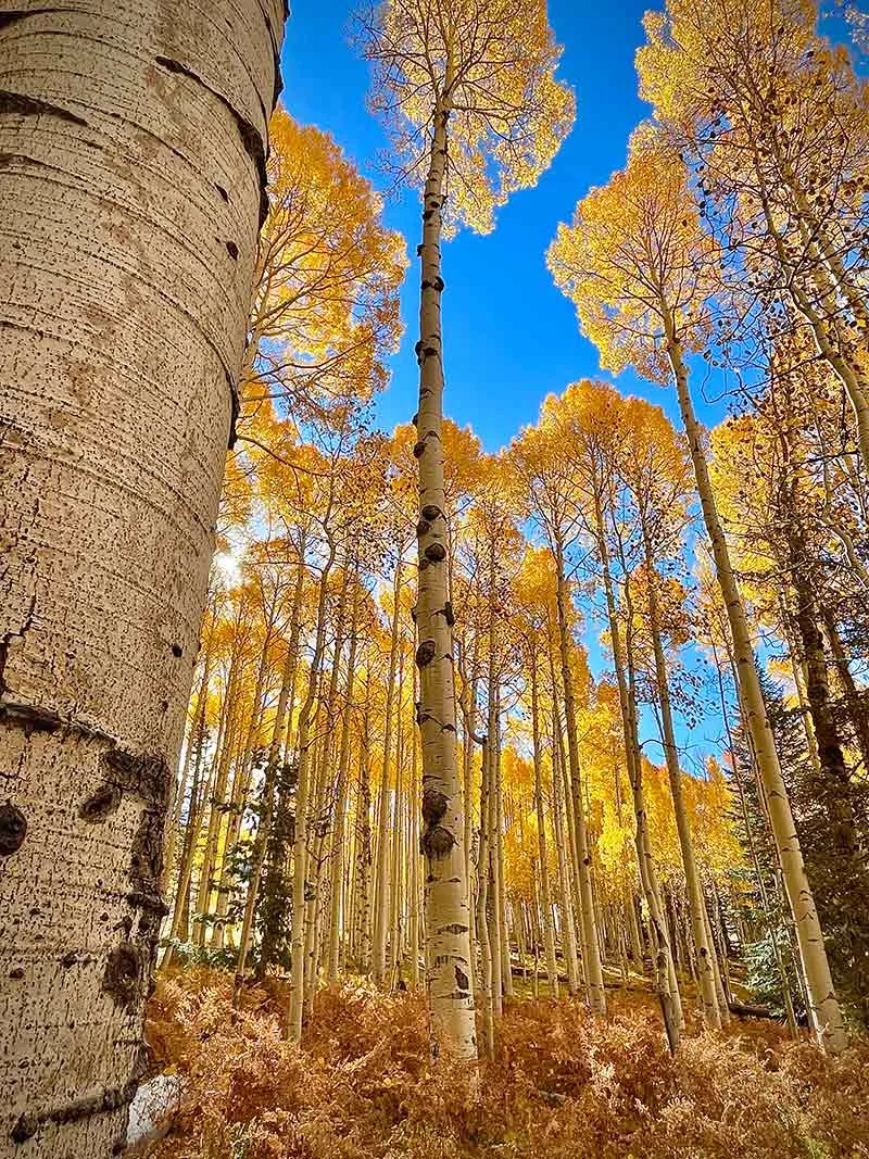 Golden aspen trees in fall
